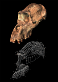 Photo of scans of primate skulls